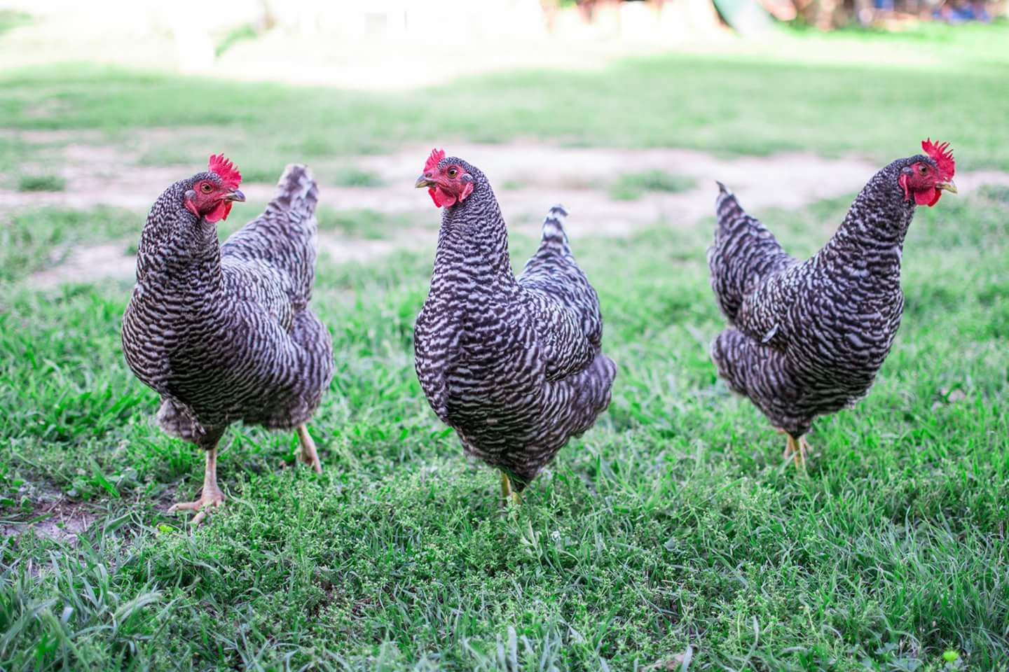 Barred Rocks -  by Unbound Photography
