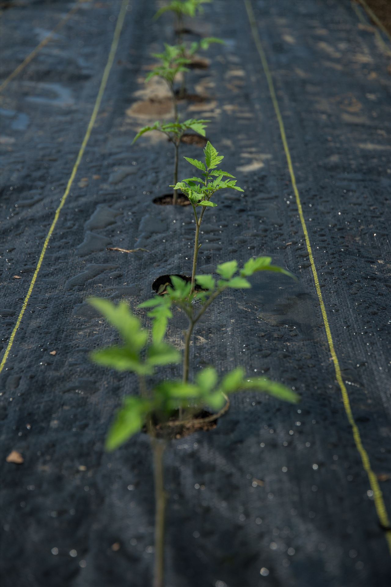 Tomato Sprouts -  by Unbound Photography